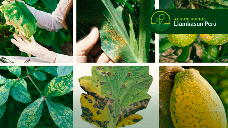 MANEJO INTEGRADO DE PLAGAS (MIP) Y USO DE BIOINSUMOS