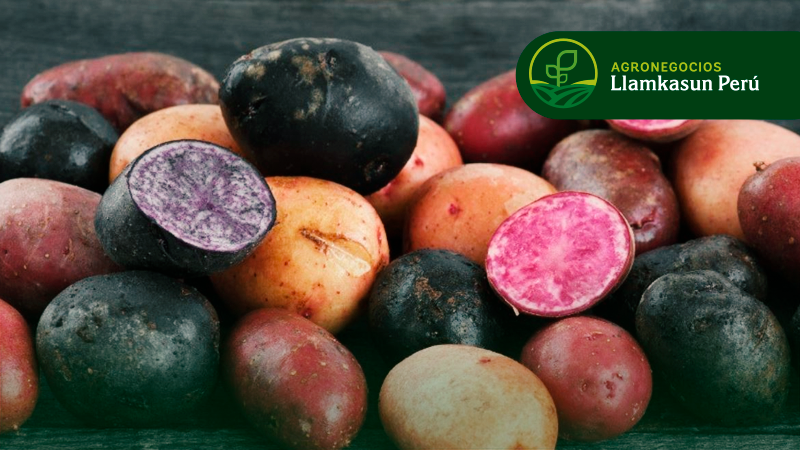 MANEJO AGRONÓMICO EN EL CULTIVO DE PAPAS NATIVAS