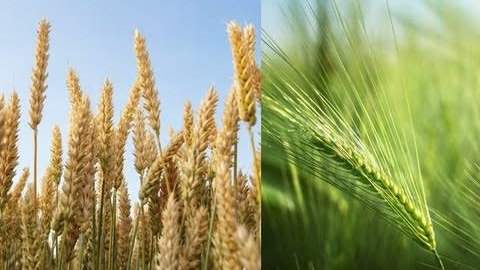 MANEJO AGRONÓMICO DE CEREALES DE TRIGO Y CEBADA