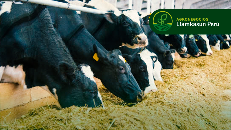 FORMULACIÓN DE RACIONES BALANCEADOS PARA VACUNOS EN PRODUCCIÓN DE LECHE