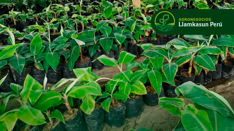 ESTABLECIMIENTO Y PROPAGACIÓN DEL CULTIVO DE PLÁTANO Y BANANO 
