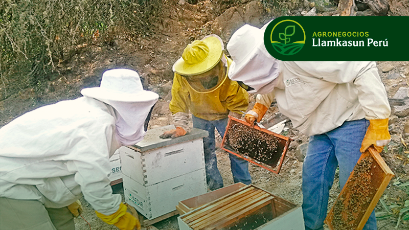 MANEJO APÍCOLA (MANTENIMIENTO, REGISTRO, CALENDARIO Y ALIMENTACIÓN ARTIFICIAL