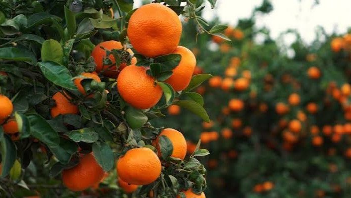 MANEJO TECNIFICADO DEL CULTIVO DE MANDARINA