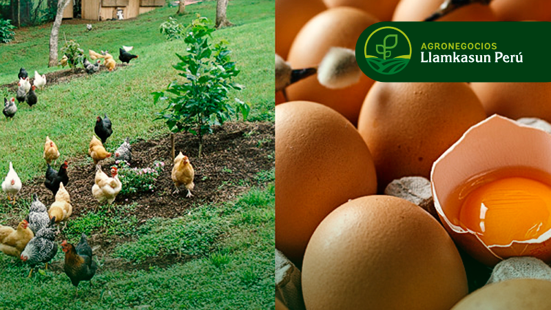 PRODUCCIÓN DE HUEVO ECOLÓGICO EN GALLINAS AL PASTOREO