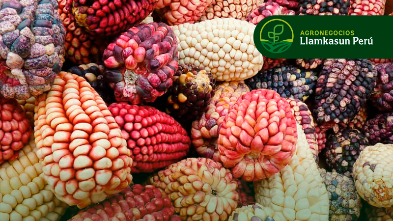 MANEJO AGRONÓMICO Y FITOSANITARIO EN EL CULTIVO DE MAÍZ AMILÁCEO