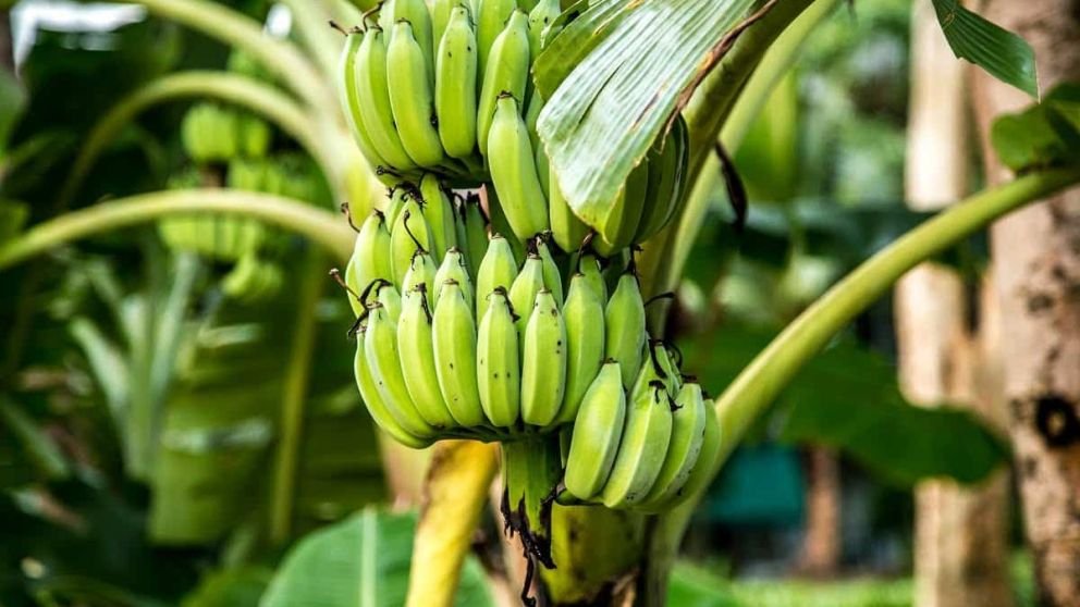 MANEJO INTEGRADO DE PLAGAS Y ENFERMEDADES DE PLATANO Y BANANO 