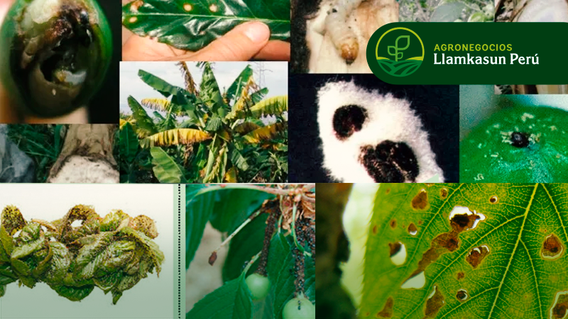 MANEJO INTEGRADO DE PLAGAS Y CONTROL BIOLÓGICO EN FRUTALES