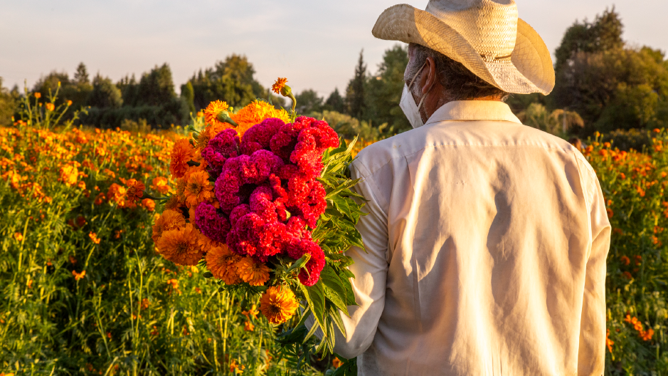 COSECHA Y COMERCIALIZACIÓN DE ROSAS Y FLORES