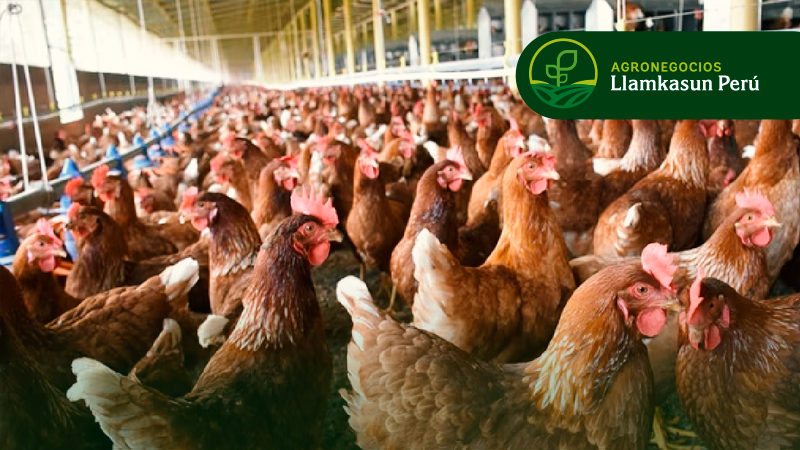 PRODUCCIÓN Y MANEJO TÉCNICO DE GALLINAS PONEDORAS