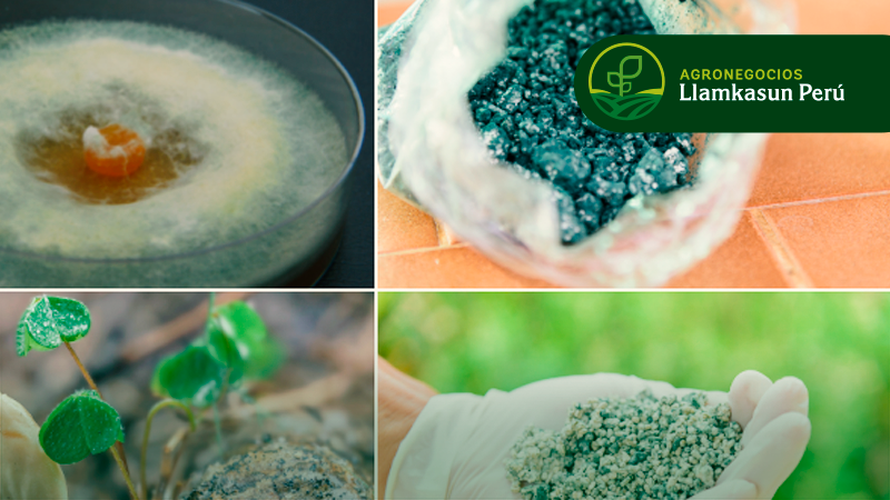 PRODUCCIÓN MASIVA Y APLICACIÓN AGRÍCOLA DE TRICHODERMA