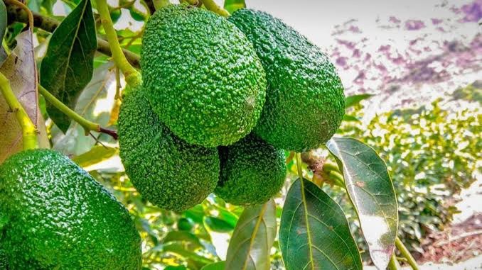 MANEJO FISIOLÓGICO EN EL CULTIVO DE PALTO