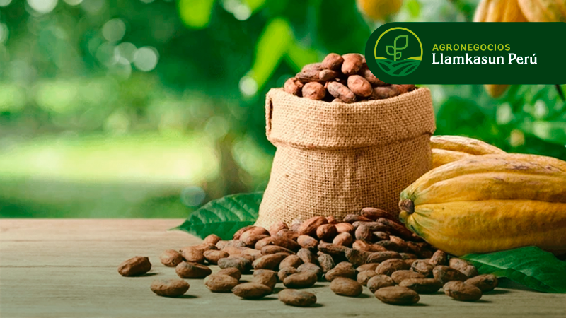 COMERCIALIZACIÓN DEL CACAO (ESTRATEGIAS Y MERCADOS)