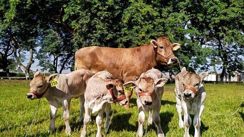 BIOTECNOLOGÍA REPRODUCTIVO EN GANADO BOVINO