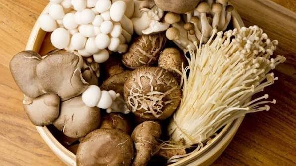 PRODUCCIÓN DE HONGOS COMESTIBLES