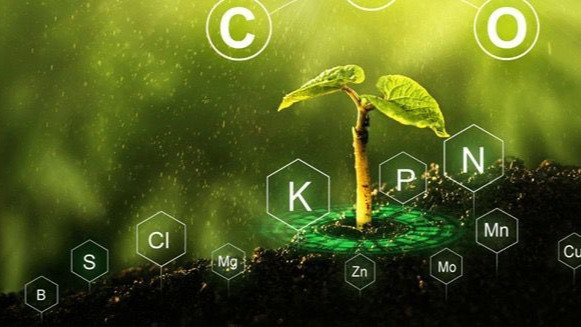 BIOESTIMULANTES FITOHORMONAS Y REGULADORES DE CRECIMIENTO