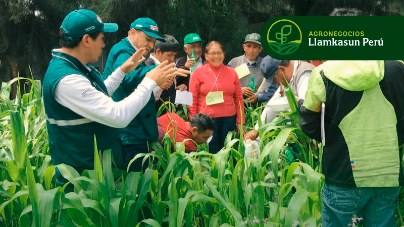 FACILITADORES DE ESCUELA DE CAMPO PARA AGRICULTORES ECAS
