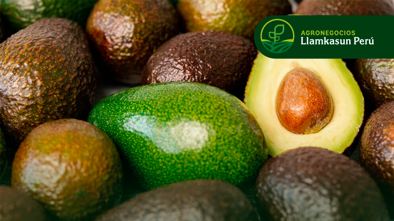 MANEJO DE PLAGAS DEL CULTIVO DE PALTO