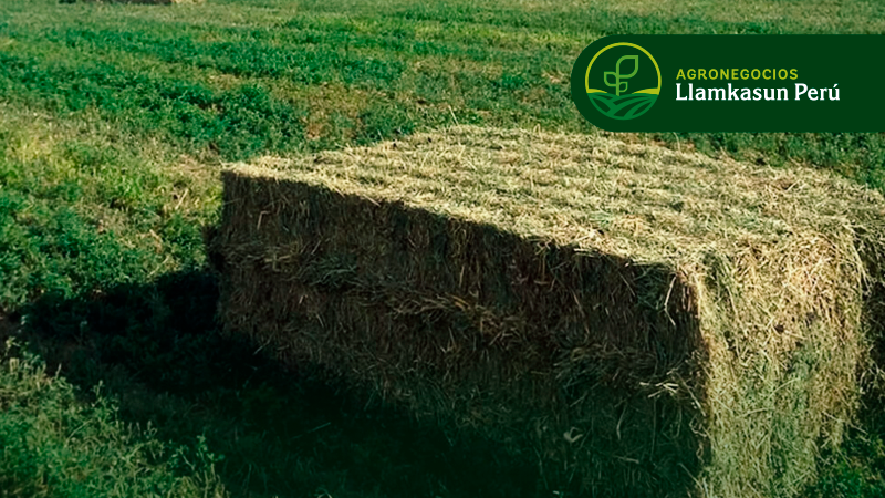 MANEJO Y PRODUCCIÓN DE PASTOS Y FORRAJES