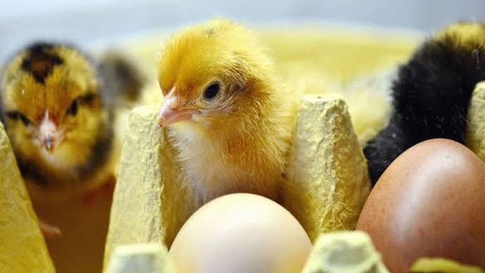 PRODUCCIÓN DE HUEVOS E INCUBACIÓN DE POLLITOS BEBÉ