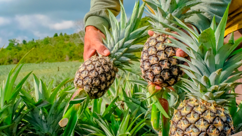 MANEJO AGRONÓMICO EN EL  CULTIVO DE PIÑA-2024