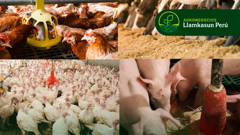 CERTIFICACIONES SANITARIAS Y BIENESTAR ANIMAL EN GRANJA