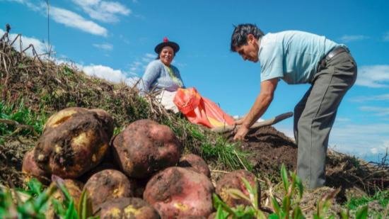 MANEJO DE PLAGAS Y ENFERMEDADES EN PAPAS NATIVAS