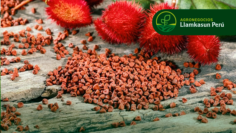 MANEJO AGRONÓMICO EN EL CULTIVO DE ACHIOTE