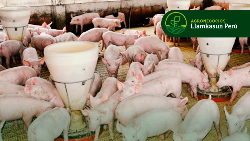 NUTRICIÓN Y ALIMENTACIÓN DEL CERDO MODERNO