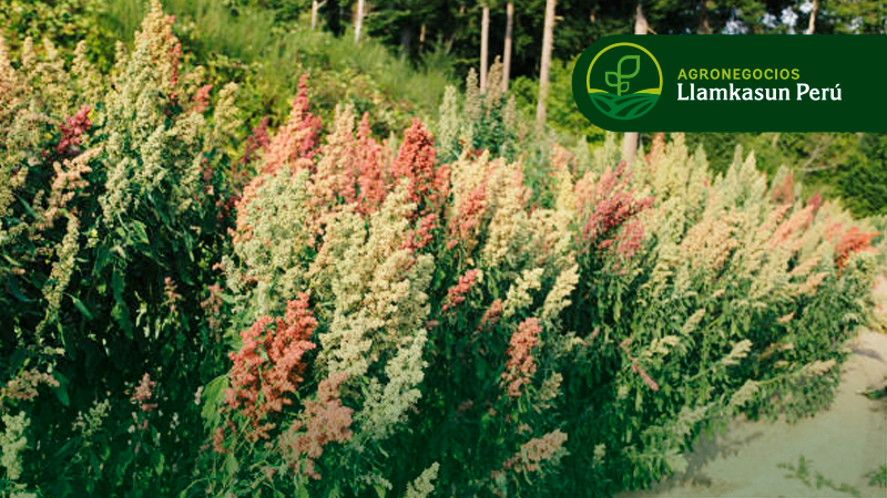 MANEJO AGRONÓMICO Y PRODUCCIÓN DE CULTIVO DE QUINUA