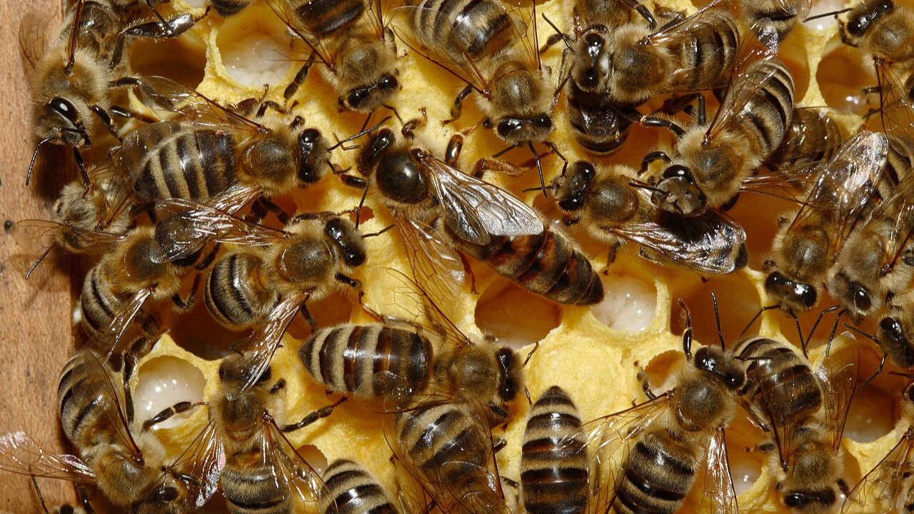 CRIANZA DE ABEJAS REINAS