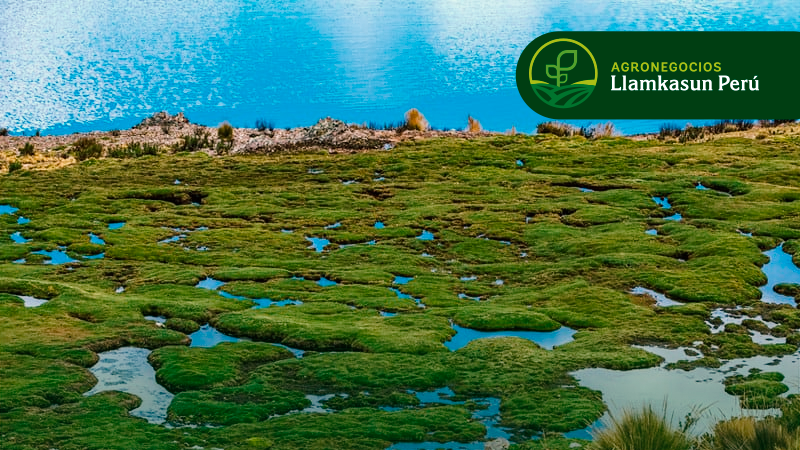 CONSERVACIÓN DE ECOSISTEMAS ALTO ANDINOS 