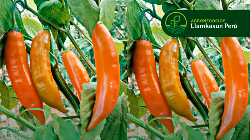 MANEJO AGRONÓMICO PARA LA PRODUCTIVIDAD DE AJÍ AMARILLO