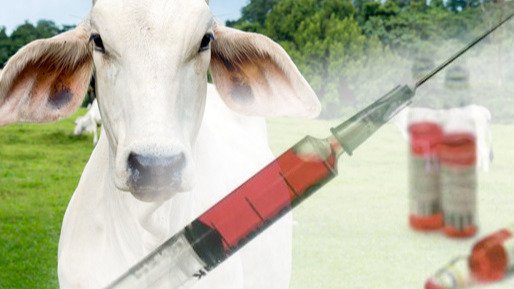 FARMACOLOGÍA EN GANADO VACUNO