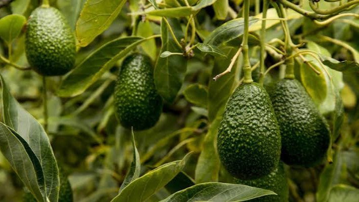 MANEJO AGRONÓMICO DEL CULTIVO DE PALTO HASS PARA EXPORTACIÓN