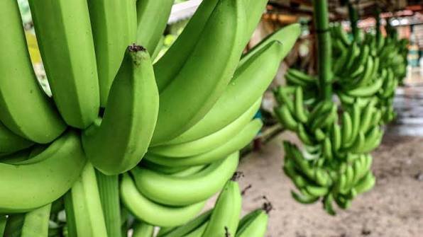 ESTABLECIMIENTO Y PROPAGACIÓN DEL CULTIVO DE PLÁTANO Y BANANO