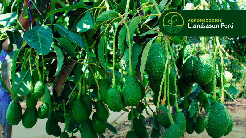 RIEGO Y FERTILIZACIÓN EFICIENTE EN EL CULTIVO DE PALTO DE ALTO RENDIMIENTO