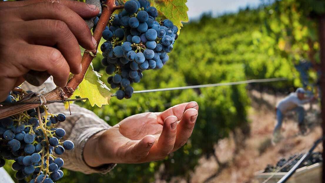 MANEJO AGRONOMICO Y POST COSECHA EN EL CULTIVO DE UVA DE MESA