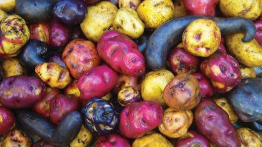 MANEJO AGRONÓMICO EN EL CULTIVO DE PAPAS NATIVAS