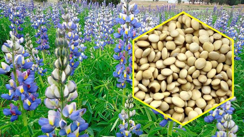 MANEJO AGRONÓMICO EN EL CULTIVO DE TARWI
