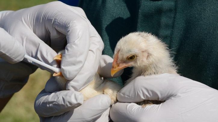 MANEJO Y PREVENCIÓN DE ENFERMEDADES AVIAR EN POLLOS Y GALLINAS