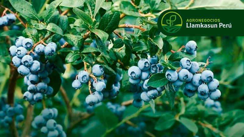MANEJO AGRONÓMICO DEL CULTIVO DE ARÁNDANO