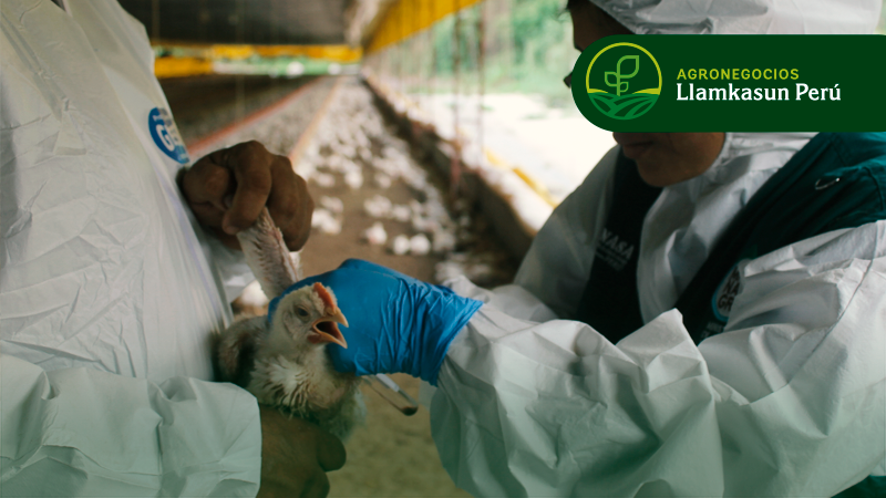 SANIDAD ANIMAL EN AVES