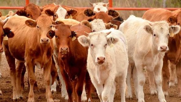 ENGORDE INTENSIVO DE VACUNOS DE CARNE