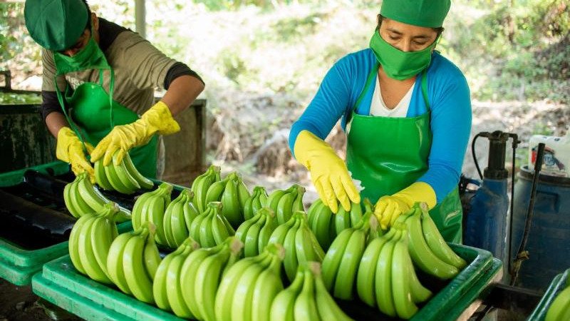 BUENAS PRÁCTICAS AGRÍCOLAS EN EL CULTIVO DE PLÁTANO